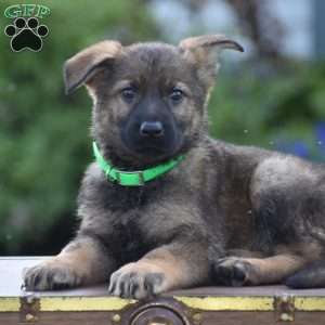 Lennie, German Shepherd Puppy